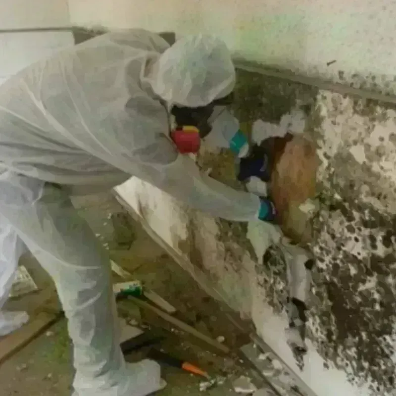 Mold Remediation and Removal in Clay, WV